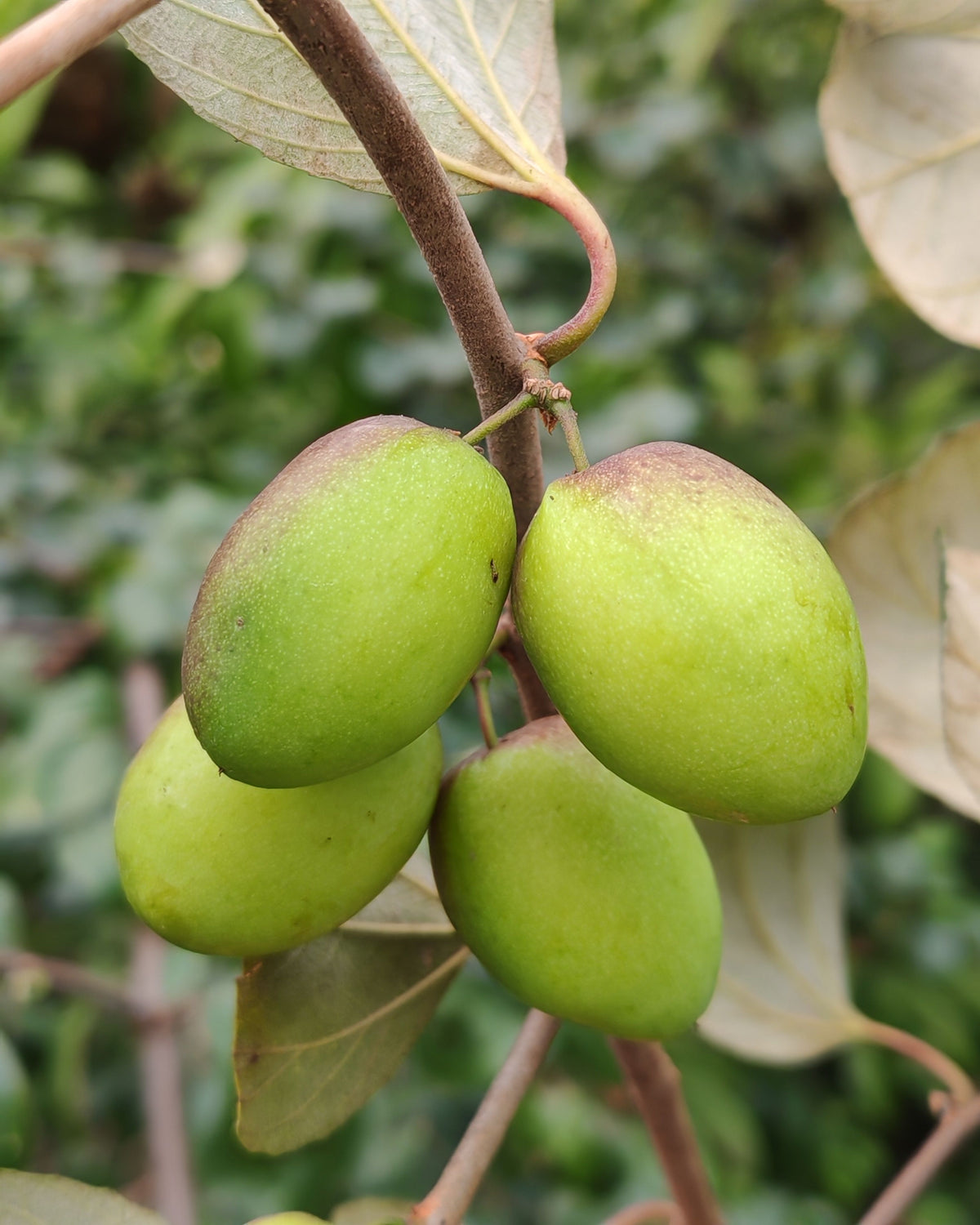 Arganöl